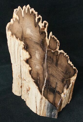 Free-Standing Petrified Wood (Cherry) - McDermitt, OR #16899